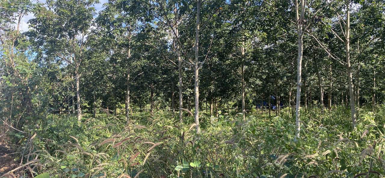 Đất vườn cao su 1.1ha TP. Kon Tum giá 1 tỷ - Đầu tư dài hạn!