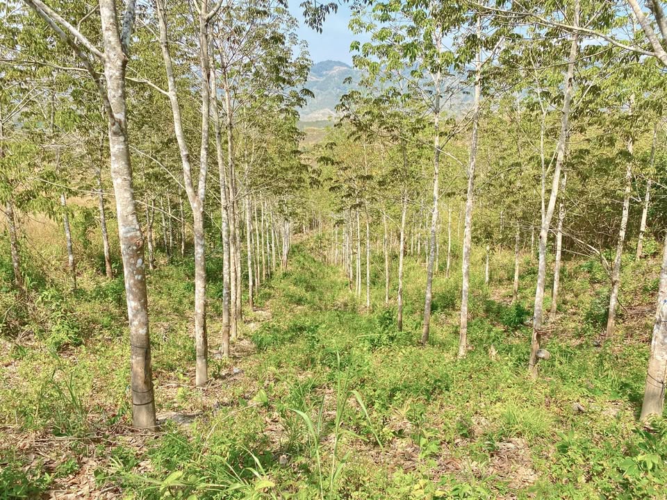 Đất vườn Đắk Rve, Kon Tum 50.000m² - Giá tốt, sinh lời ngay!