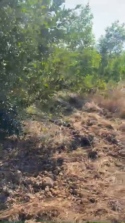 Đất nền Sông Lũy, Bắc Bình 3ha - Sổ hồng sẵn, đầu tư sinh lời!