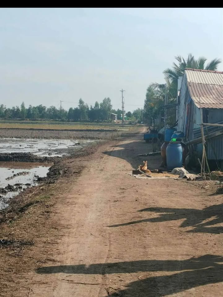 Bán Gấp Đất Ruộng 54.000m² Tháp Mười, Đồng Tháp - Giá Tốt