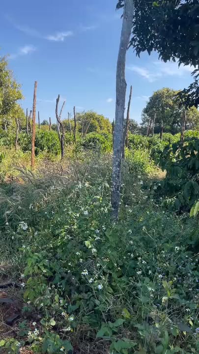 Farm 4.5ha Chư Sê, Gia Lai - Đầu tư sinh lời bền vững!