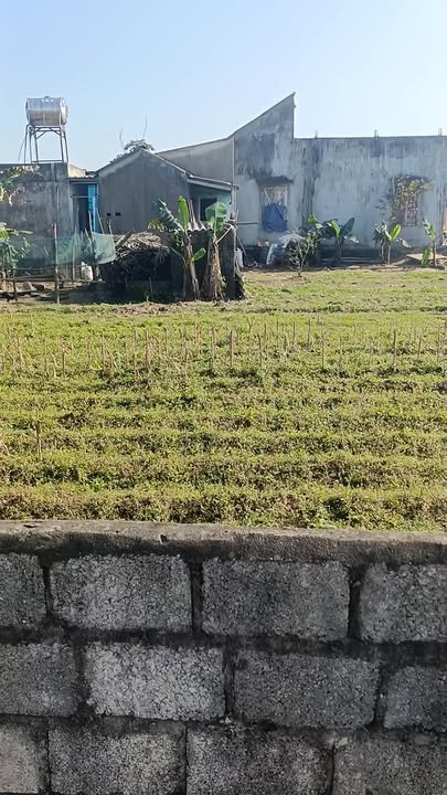 Đất Nền Tượng Sơn, Nông Cống 105m² - Sổ Đỏ Full Thổ Cư, Giá Chỉ 2xx Triệu