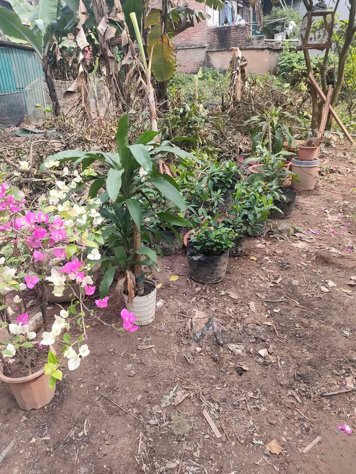 Đất nền Vạn Phúc Thanh Trì 30m² - Pháp lý rõ ràng, ô tô vào tận nơi