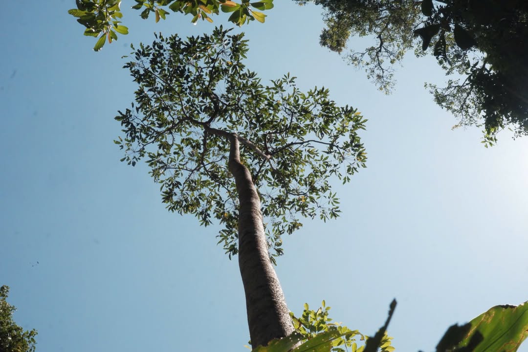 Cho thuê nhà 3PN đường Nguyễn Cao, Bắc Ninh - 12 Triệu/tháng