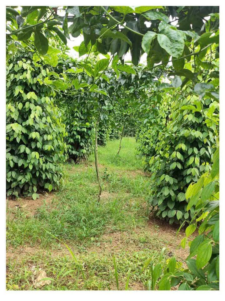 Rẫy Ea Khaj, Đắk Lắk 1.8ha – Giá đầu tư tốt, sinh lời bền vững