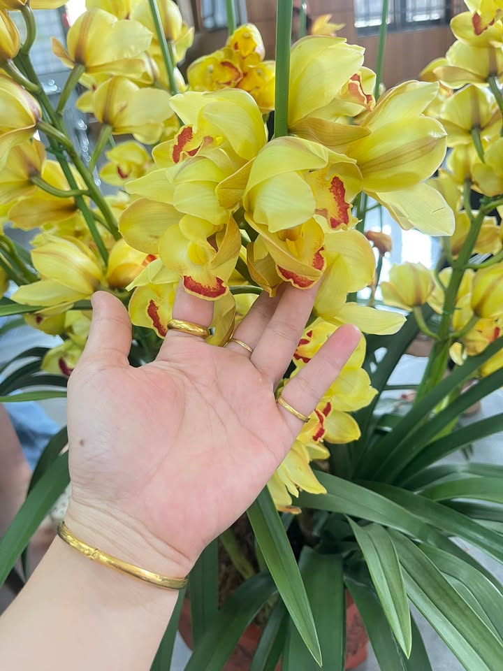 Đất Vàng Ea Khal, Đắk Lắk - 160m² Mặt Tiền Kinh Doanh, Sổ Đỏ Sẵn Sàng