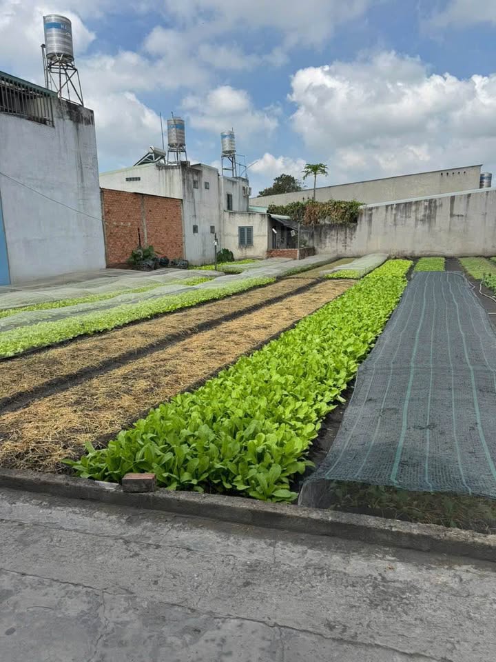 Bán Đất Phường Trảng Dài, Biên Hòa 88m² - Sổ Hồng Chính Chủ