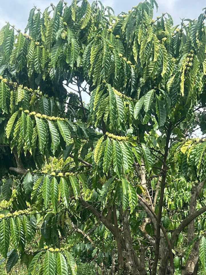 Bán Đất Vườn Lộc Phú, Bảo Lâm 8200m² - Sổ Đỏ Sẵn Sàng, Giá 4.3 Tỷ