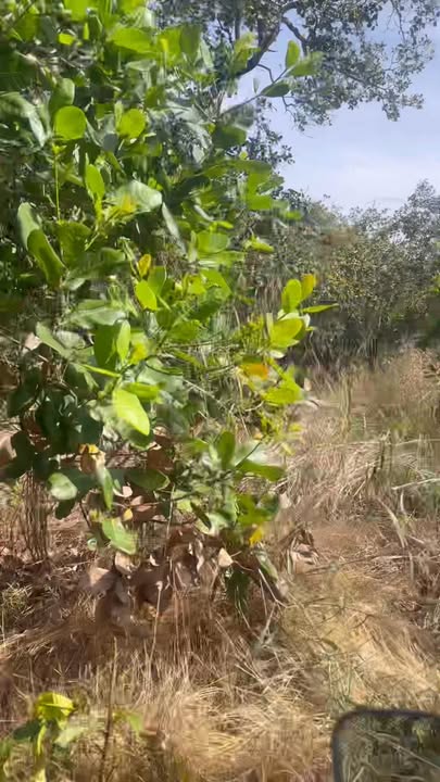 Đất vườn Tân Hưng, Đồng Phú 3.8ha - Cơ hội đầu tư dài hạn!