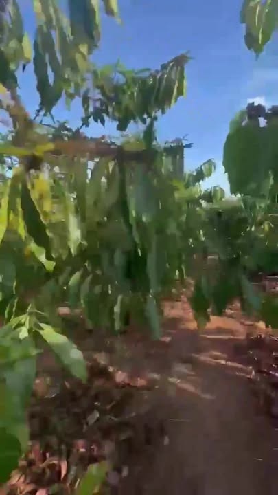 Đất nền Quảng Hiệp, Cư M'gar 22.000m² - Sổ đỏ chính chủ