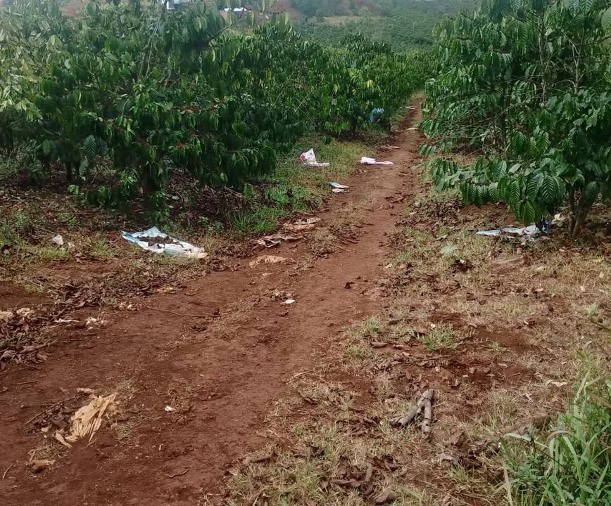 Đất Vườn Tân Hội Đức Trọng 1.5ha - Tiềm Năng Đầu Tư Dài Hạn!