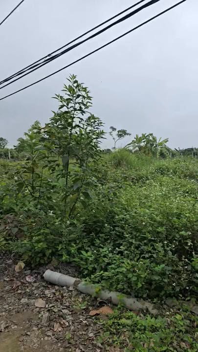 Đất Nền Minh Tân Phù Cừ - 190m² Mặt Tiền Dài, Giá 1 Tỷ