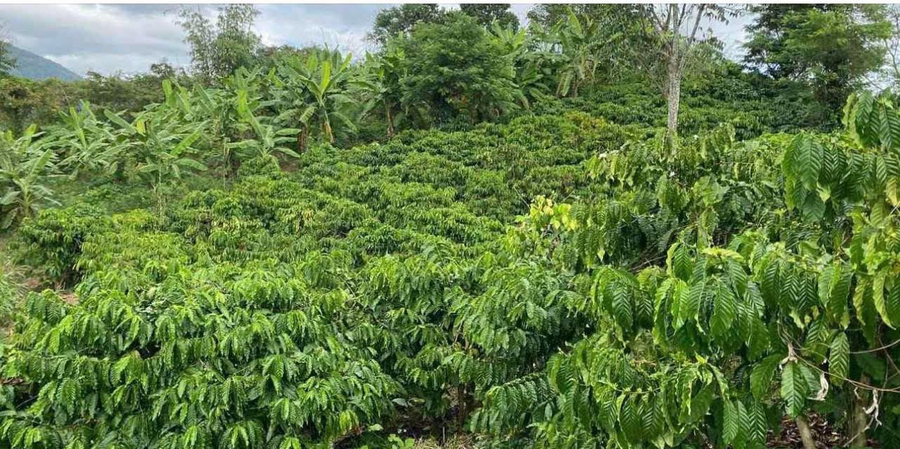 Bán 9 Sào Đất Nông Nghiệp Huyện Krông Nô, Đắk Nông - Giá 800 Triệu