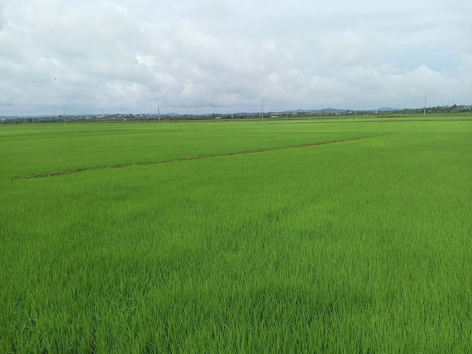 Bán gấp 1.5ha đất ruộng 2 vụ tại Xã Nam Đà, Krông Nô, Đắk Nông - Giá tốt