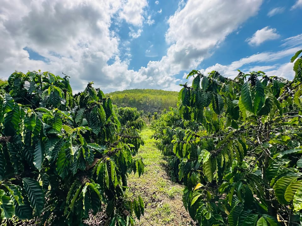 Đất Nâm Nung 1.1 hecta - Giá tốt hiếm có!