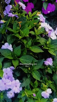 Đất nền Thâm Tâm Đà Nẵng 100m² - Sổ đỏ chính chủ!