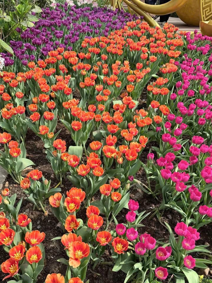 Nhà riêng Củ Chi 3 triệu/tháng - Sẵn sàng ở ngay!