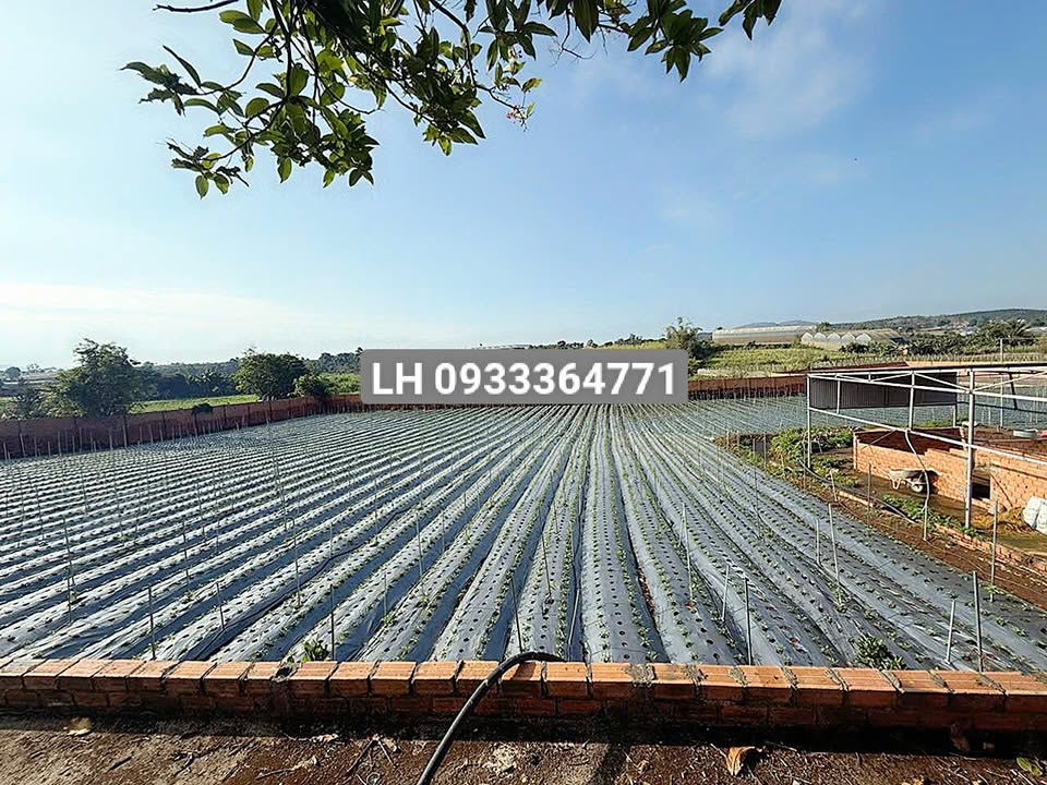 Đất nền Đường DH1 Đức Trọng 2520m² - Tiềm năng tăng giá vượt trội!