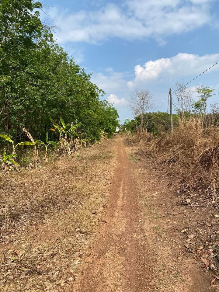 Bán 10800m² Đất Lộc Thành, Dầu Tiếng - Sổ Đỏ, Mặt Tiền Đường Lớn, Giá 4.xx Tỷ