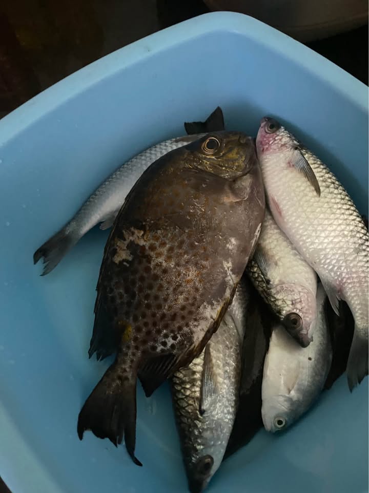 Nhà Mặt Tiền Ngô Mây Quy Nhơn 90m² - Vị Trí Đắc Địa Kinh Doanh!