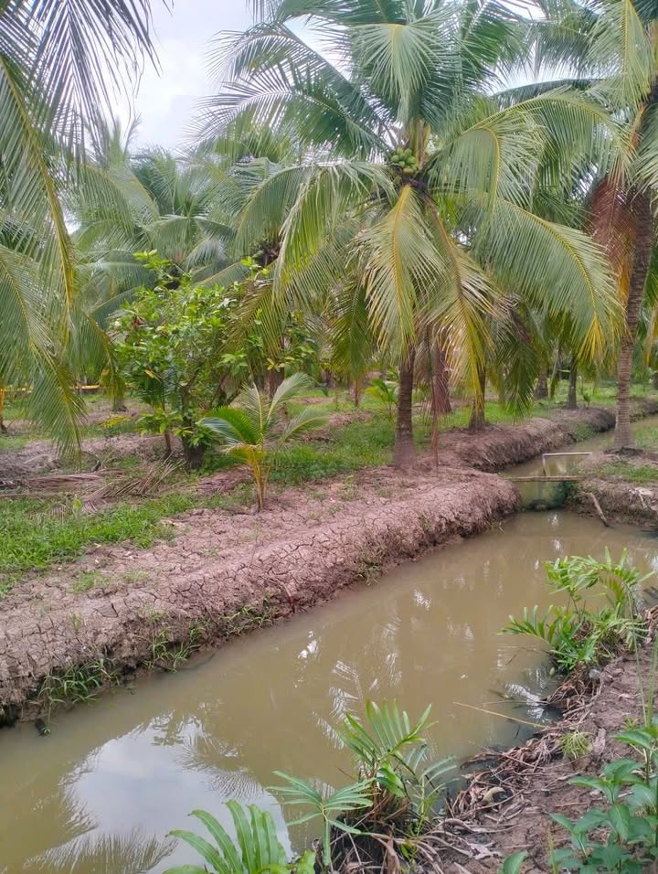 Bán Gấp Đất Vườn Dừa 3100m² Vĩnh Long - Sổ Đỏ Sẵn Sàng