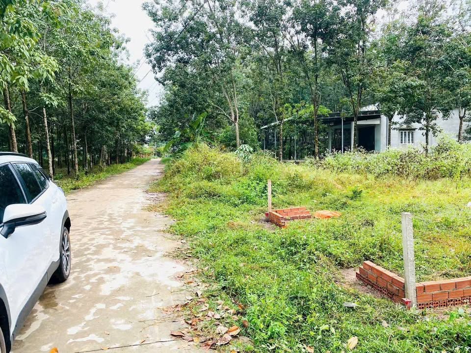 Đất Nền 5x50m Nha Bích, Bình Phước - Sổ Thổ Cư 630 Triệu