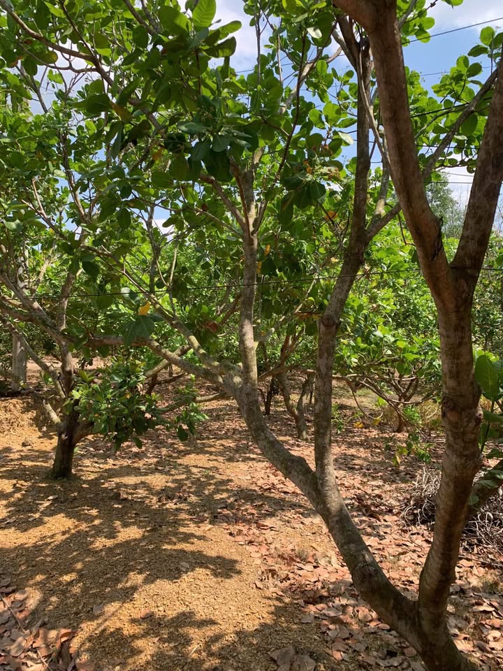 Đất vườn Tân Phú, Đồng Phú 1.3ha - Giá đầu tư tốt!