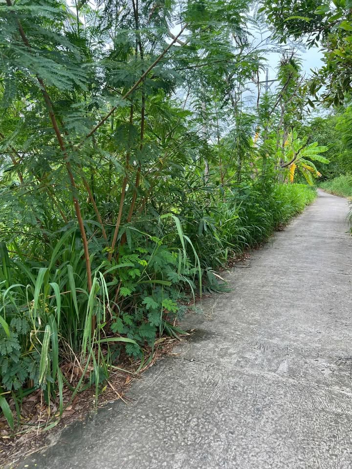 Bán đất Sóc Trăng 1243m² mặt tiền 36m - Đường ô tô rộng rãi