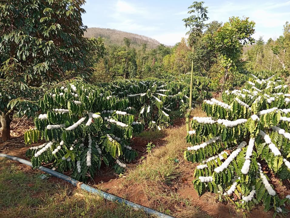 Bán Đất 10.000m² Mặt Đường Bê Tông, Xã Kiến Thành, Đắk Nông - Sẵn Thổ Cư