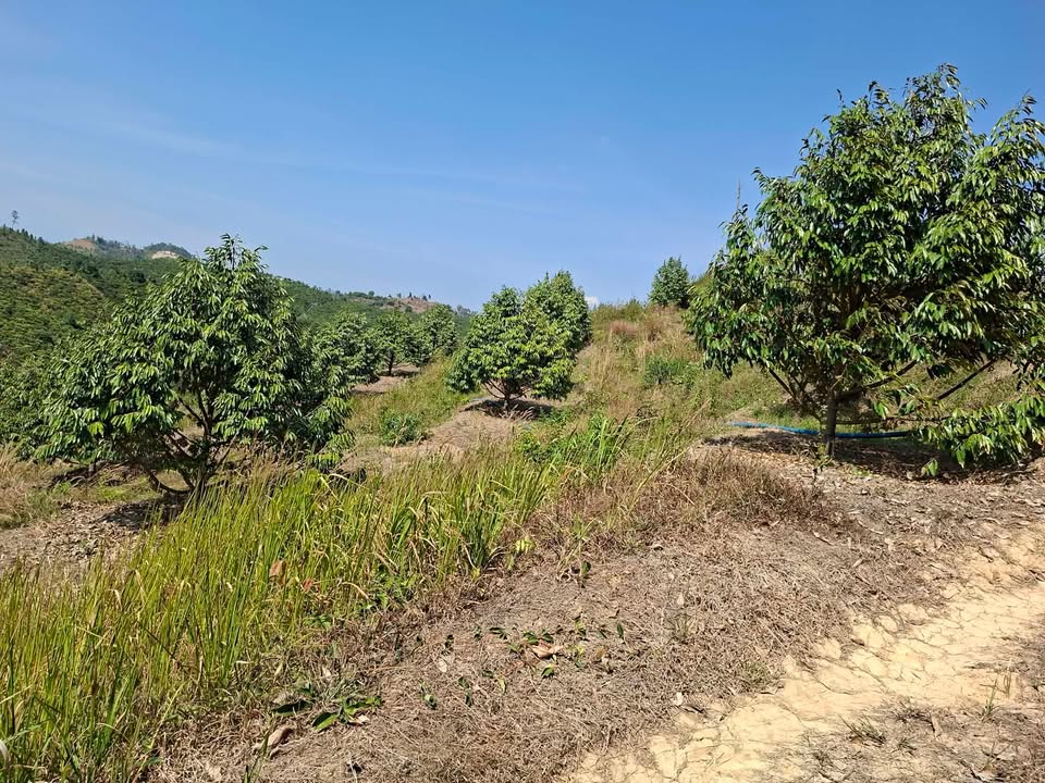 Đất vườn Đam Rông 1ha giá 2.4 tỷ - Sinh thái xanh, sổ đỏ sẵn!