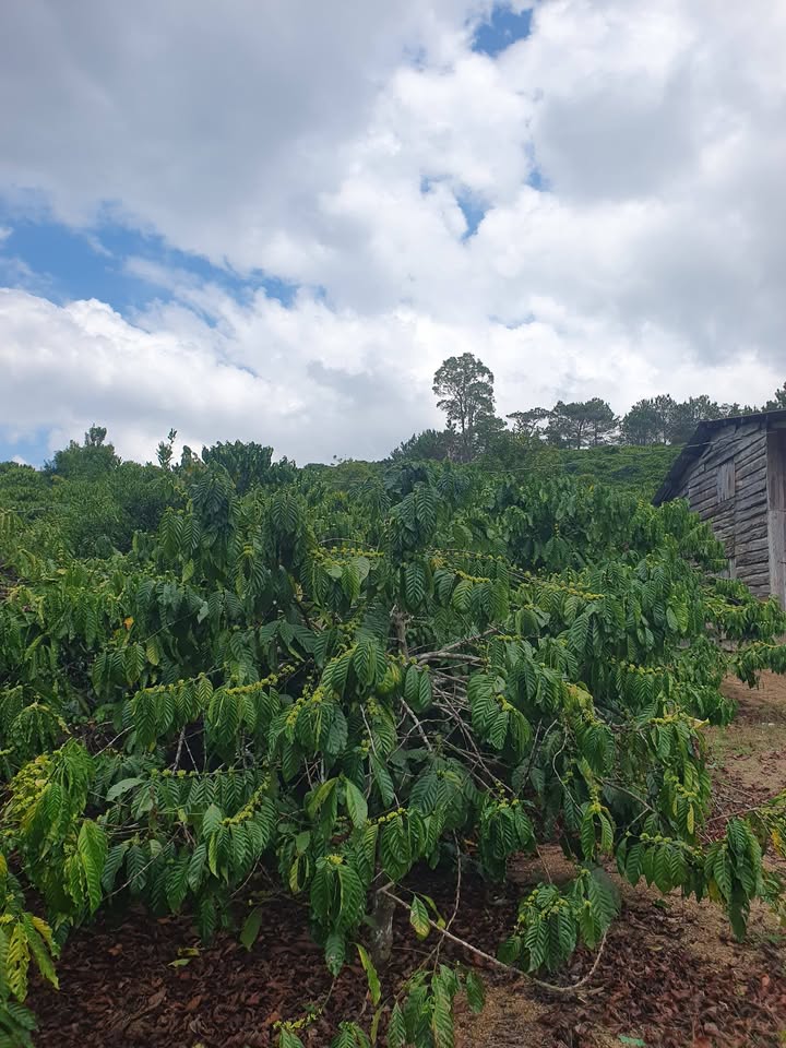 Bán Đất Vườn Phi Liêng 20.000m² - View Đẹp, Cà Phê Thu Hoạch Ngay!