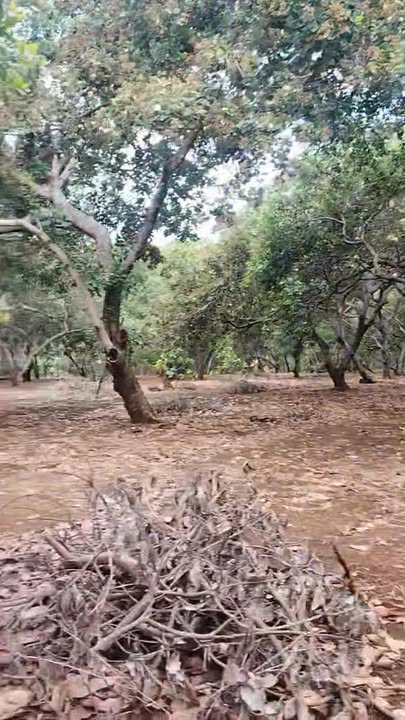 Đất Vườn Phú Văn Bù Gia Mập 8 Sào 650 Triệu - Đầu Tư Dài Hạn