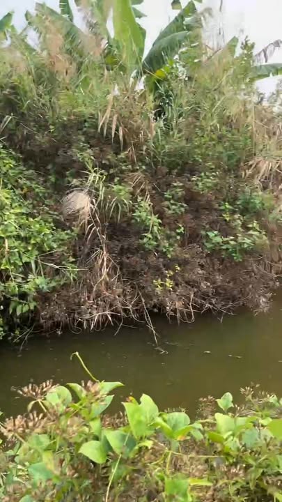 Bán Đất Nuôi Tôm An Biên 10.000m² Giá 1.25 Tỷ - Đầu Tư Sinh Lời!