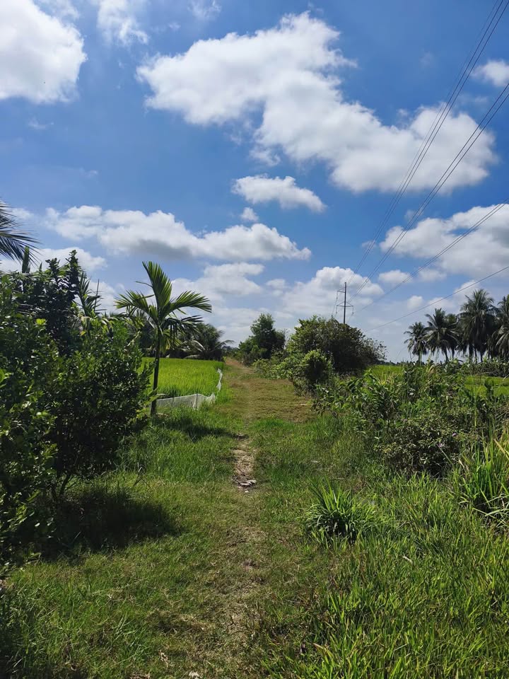 Đất Vườn Tiền Giang 2868m² - 800 Triệu - Trồng Dừa, Tắc, Bưởi