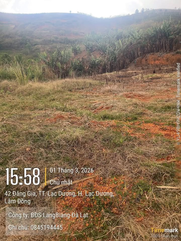 Đất vườn Thị trấn Lạc Dương 1800m² - Sinh thái xanh, nghỉ dưỡng lý tưởng!