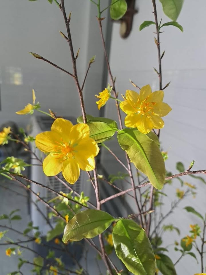 Đất lúa Văn Hải Phan Rang 320m² từ 300 triệu - Đầu tư dài hạn