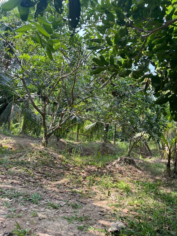 Đất vườn Qưới Sơn 1000m² giá 550 triệu - Nghỉ dưỡng lý tưởng!