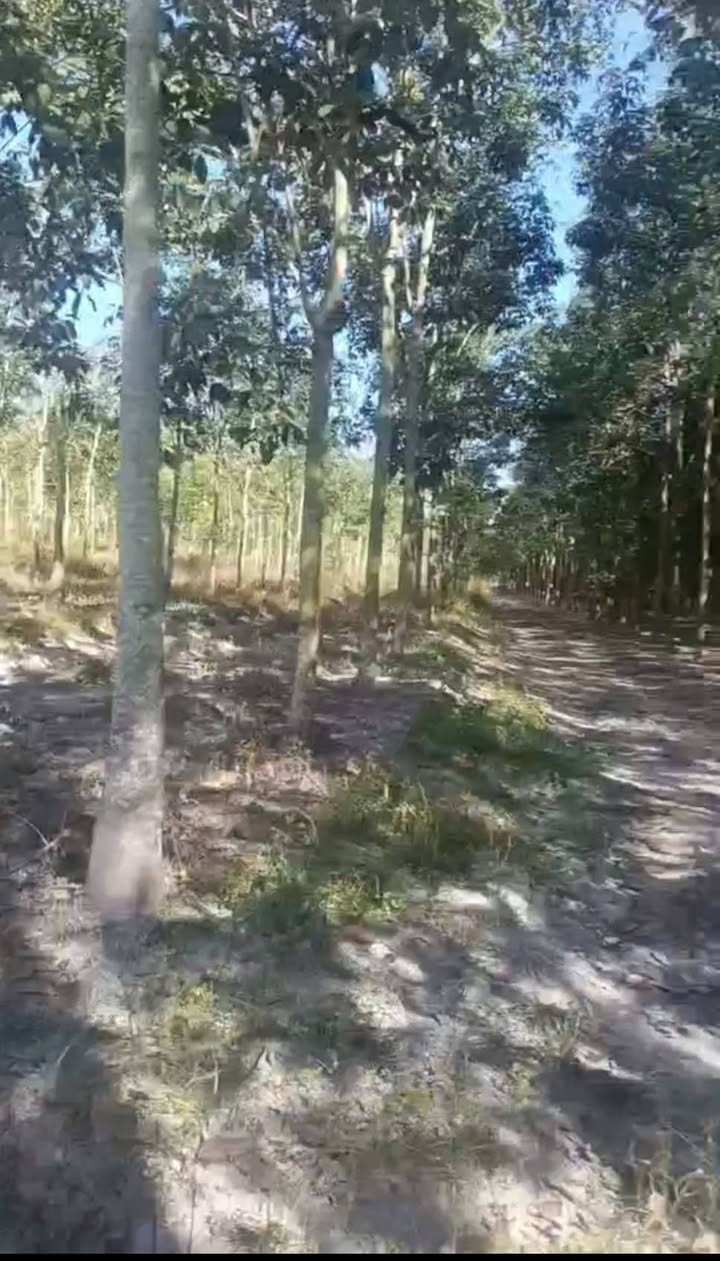 Bán Đất Vườn 30.000m² Trồng Cao Su 5 Năm Tuổi Tại Tân Châu, Tây Ninh - Giá 4.2 Tỷ