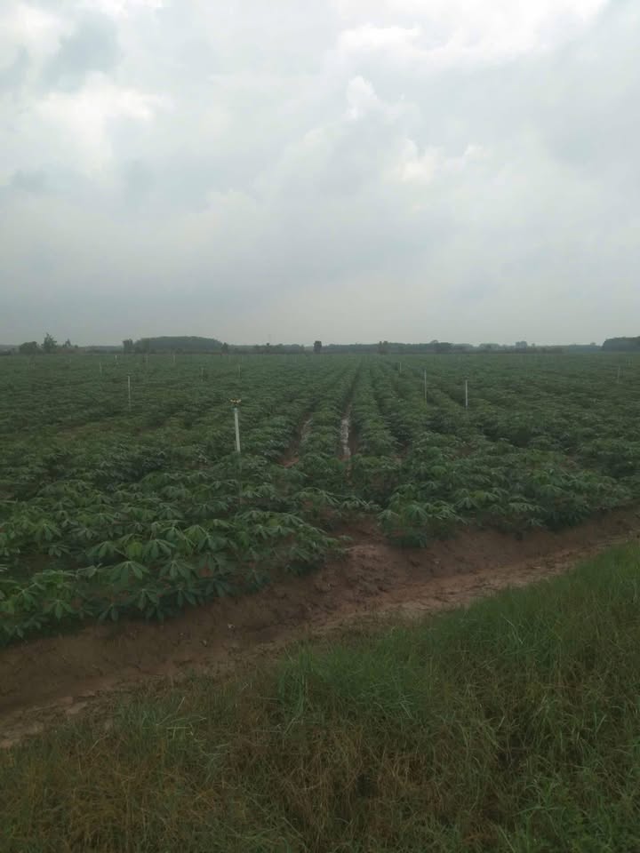 Bán đất rẫy Tân Biên Tây Ninh 3.1ha giá 2.2 tỷ - Giá đầu tư tốt!