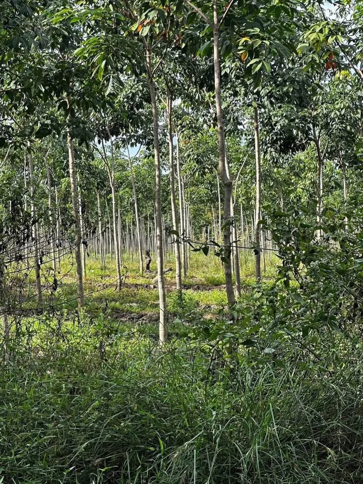 Đất vườn Tân Biên Tây Ninh 2.3ha giá 3 tỷ - Đầu tư dài hạn