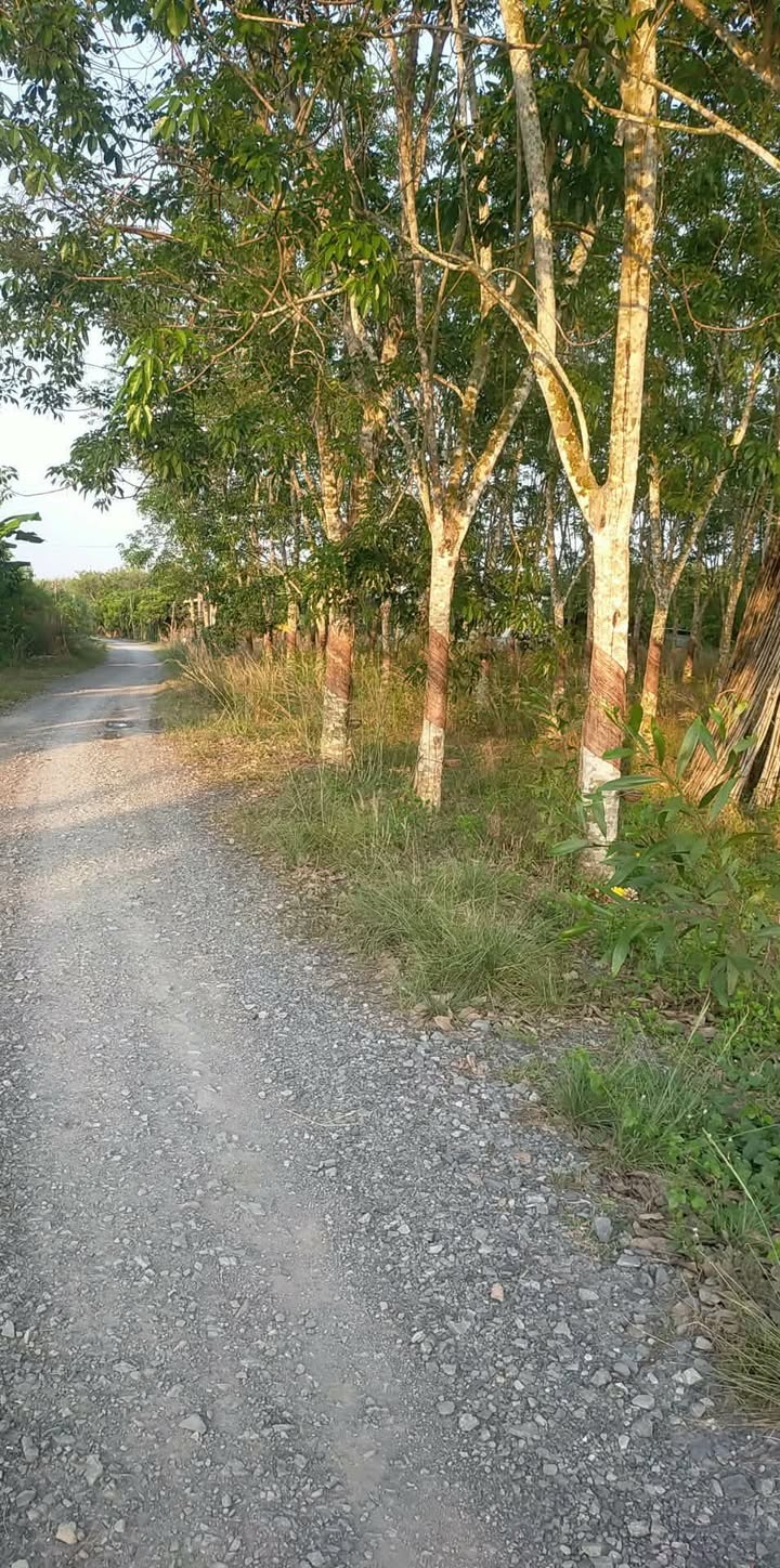 Đất Mặt Tiền Ấp Lộc Tân, Dương Minh Châu, Tây Ninh - 2050m² Giá Tốt