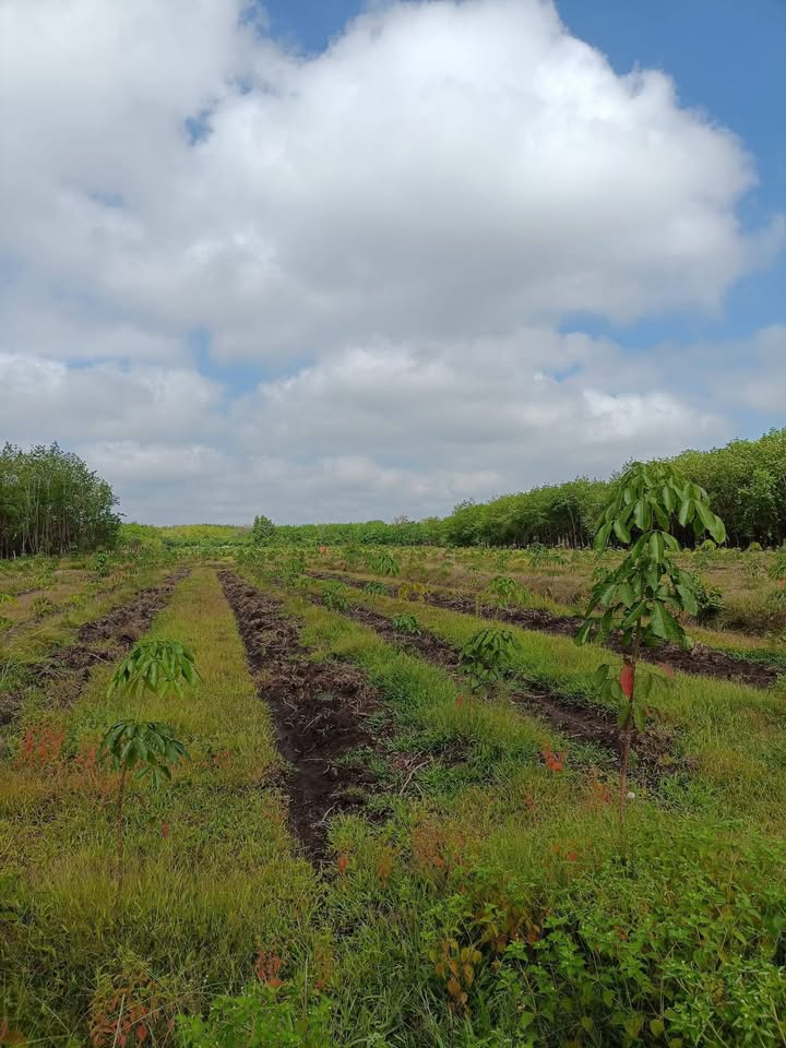 Đất vườn Hàm Thuận Bắc 1ha giá 1.2 tỷ - Đầu tư dài hạn cực tốt!