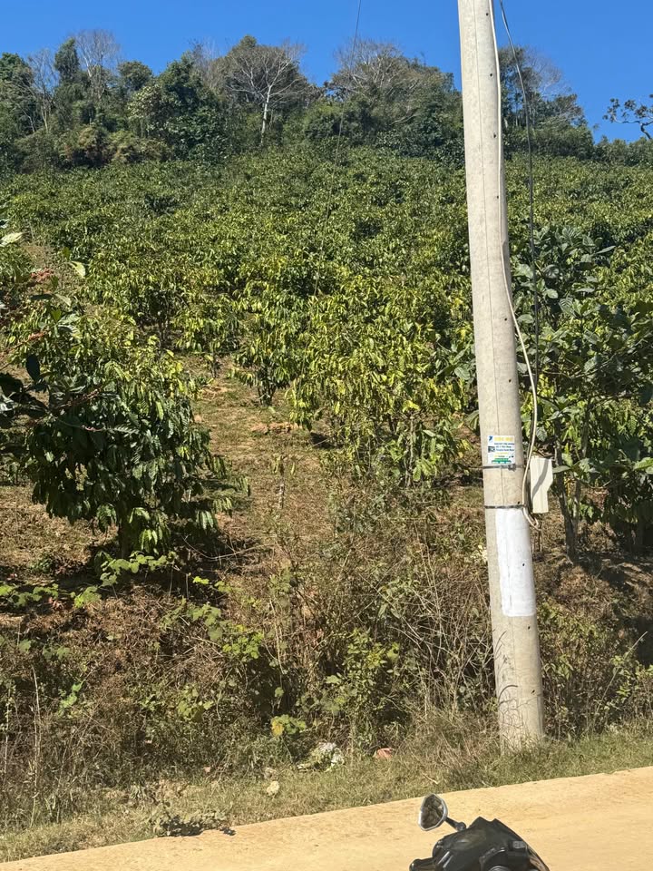 Đất Farm Tà Năng 2880m² - Bám 100m Mặt Đường Bê Tông, Giá Đầu Tư 1.6 Tỷ