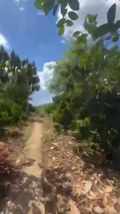 Đất Nông Nghiệp Tà Đùng 10ha 5 tỷ - View Thiên Nhiên Tuyệt Đẹp!