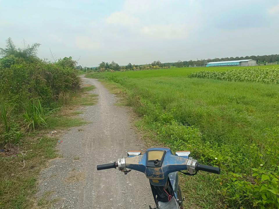 Đất Nền Gò Dầu 1.3ha giá 4 tỷ - Đường to ô tô, sẵn sàng canh tác!
