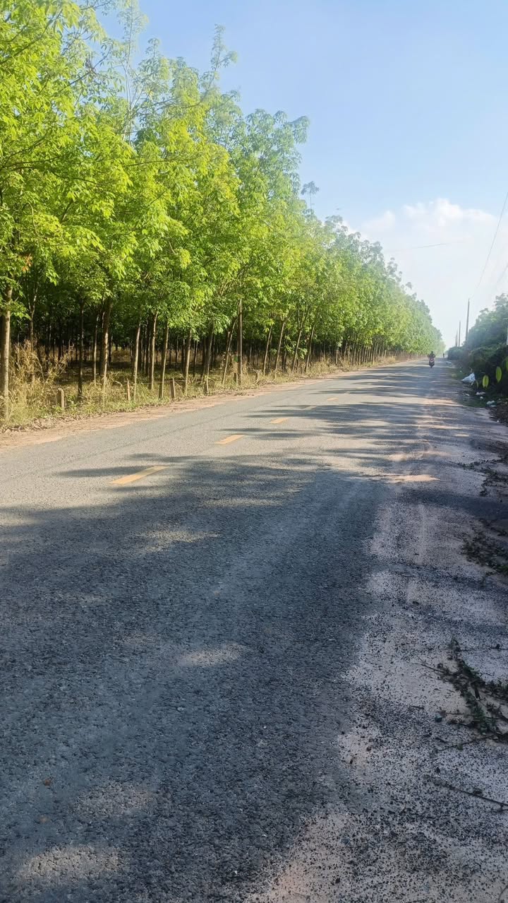 Đất nền An Lộc, Trảng Bàng 1240m² - Sổ đỏ chính chủ, mặt tiền đẹp!