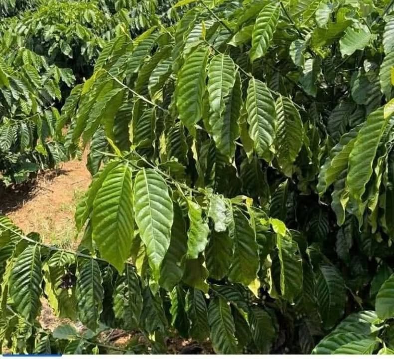 Đất nền 1500m² Xã Tân Văn, Lâm Hà - Sổ Sẵn, Giá 1.1 Tỷ