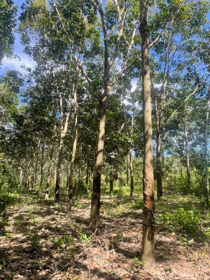 Đất Vườn Cao Su Ea Sol 4.7ha 4.5 Tỷ - Sổ Đỏ Chính Chủ, Đầu Tư Lâu Dài