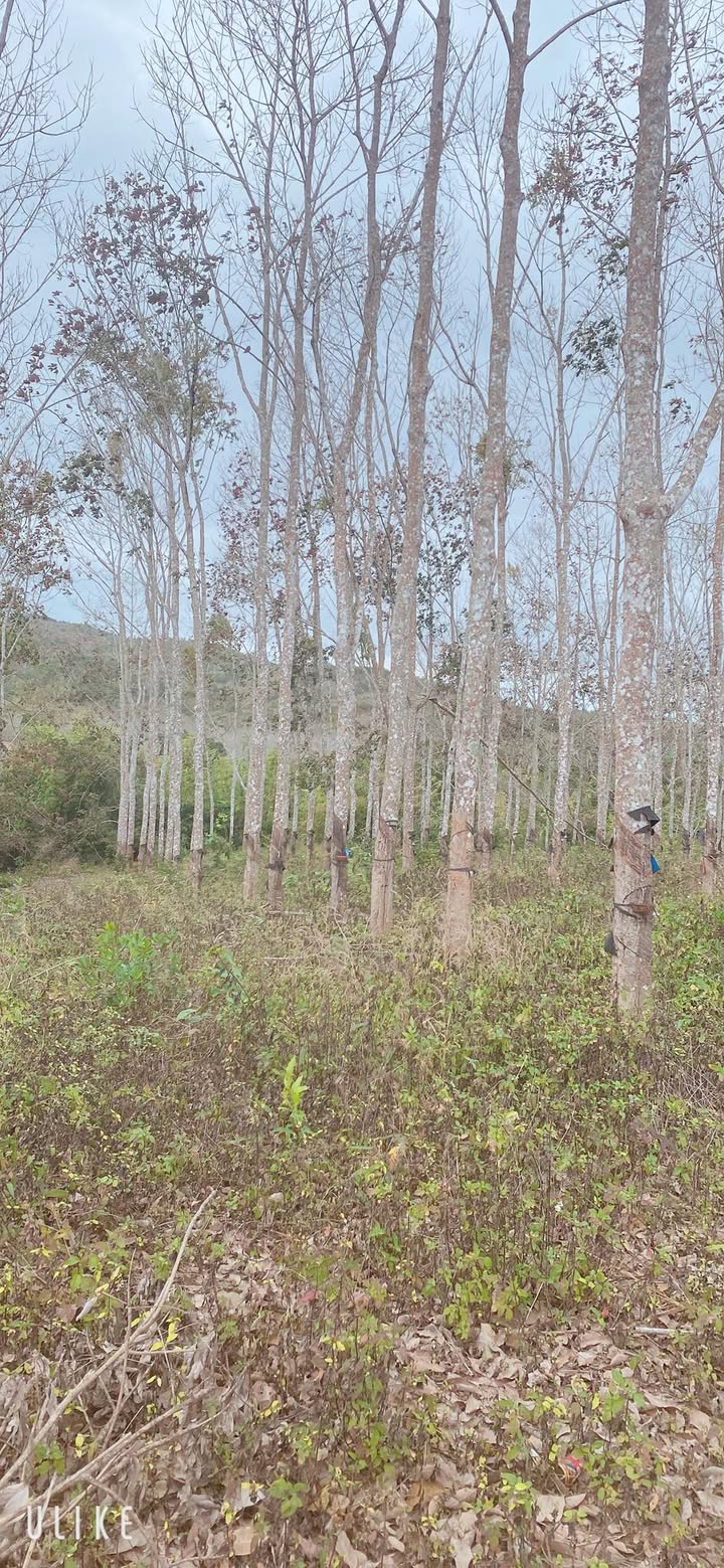 Đất nền Ea Kar 4.7ha giá 3.85 tỷ - Tiềm năng tăng giá vượt trội!