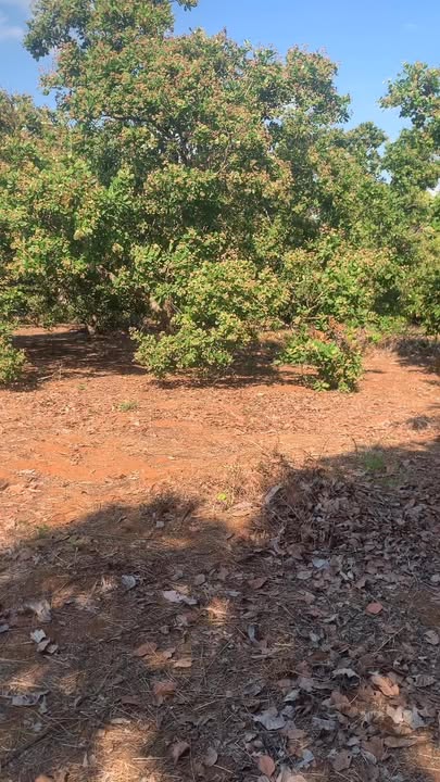 Bán Đất Rẫy 10.000m² Mặt Tiền QL14C, Đức Cơ, Gia Lai - Giá 550 Triệu